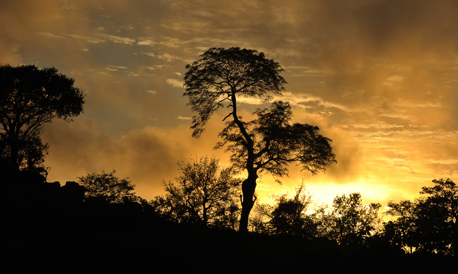 Kruger National Park [122 mm, 1/3200 sec at f / 11, ISO 1000]